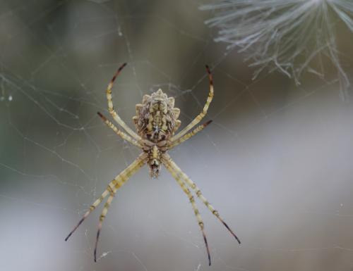 Réf. 211 732 : Argiope lobata